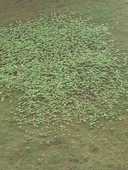 Petasites pyrenaicus