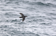 Pelecanoides garnotii