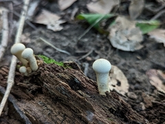Lycoperdon excipuliforme