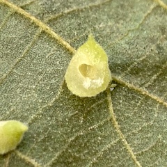 Caryomyia persicoides