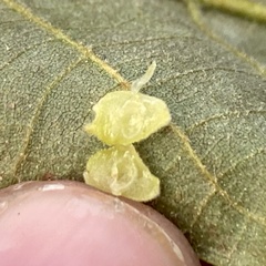 Caryomyia persicoides