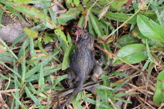 Rodentia