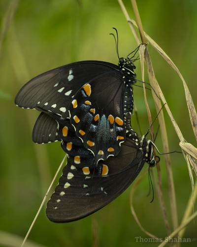 Spicebush Swallowtail, photo 3 of 8
