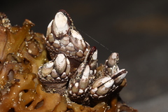 Pollicipes polymerus