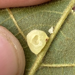 Caryomyia persicoides