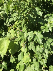 Ampelopsis