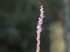 Liatris spicata