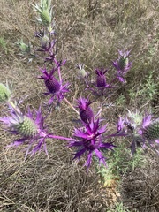 Eryngium leavenworthii