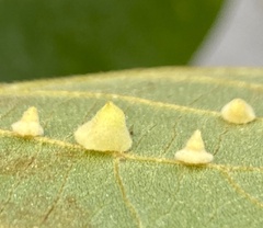 Caryomyia persicoides