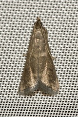 Eccopisa effractella