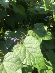 Ampelopsis