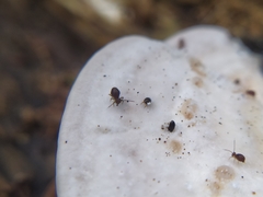 Dicyrtomidae