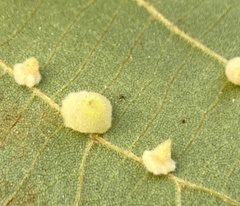 Caryomyia persicoides