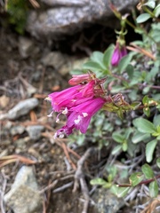Penstemon newberryi