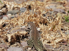 Aspidoscelis costatus