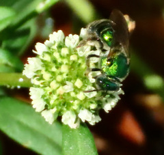 Augochloropsis