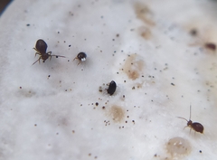 Dicyrtomidae