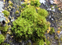 Orthotrichaceae