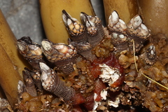 Pollicipes polymerus