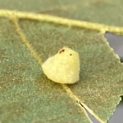 Caryomyia persicoides