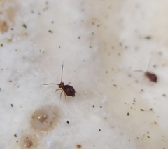 Dicyrtomidae