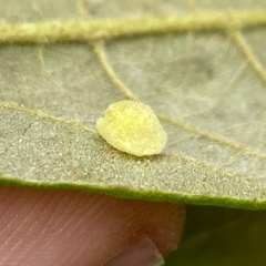 Caryomyia persicoides