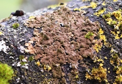 Parmelioideae