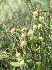 Solidago bicolor