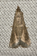 Eccopisa effractella