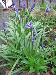 Hyacinthoides non-scripta