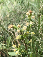 Solidago bicolor