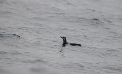 Spheniscus humboldti