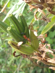 Leptoglossus phyllopus