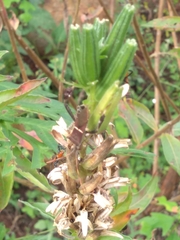 Leptoglossus phyllopus