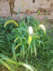 Setaria viridis pycnocoma