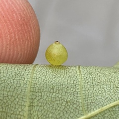 Caryomyia leviglobus