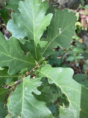 Andricus quercusfrondosus