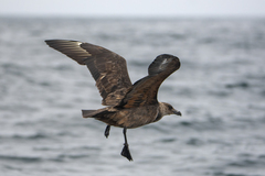 Stercorarius chilensis
