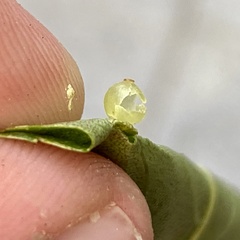 Caryomyia leviglobus