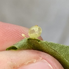 Caryomyia leviglobus