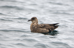 Stercorarius chilensis