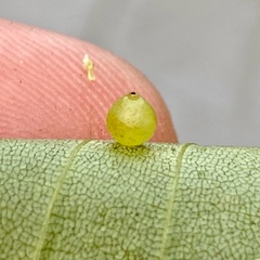 Caryomyia leviglobus