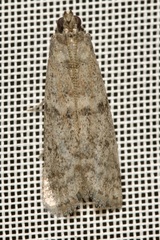 Ephestia elutella