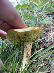 Hemileccinum rubropunctum