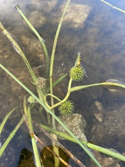 Sparganium angustifolium