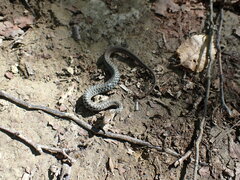 Thamnophis sirtalis pallidulus