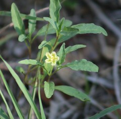 Chamaesaracha edwardsiana