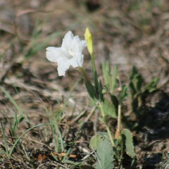 Ruellia metziae