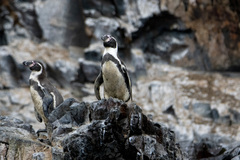 Spheniscus humboldti