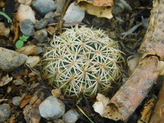 Coryphantha retusa